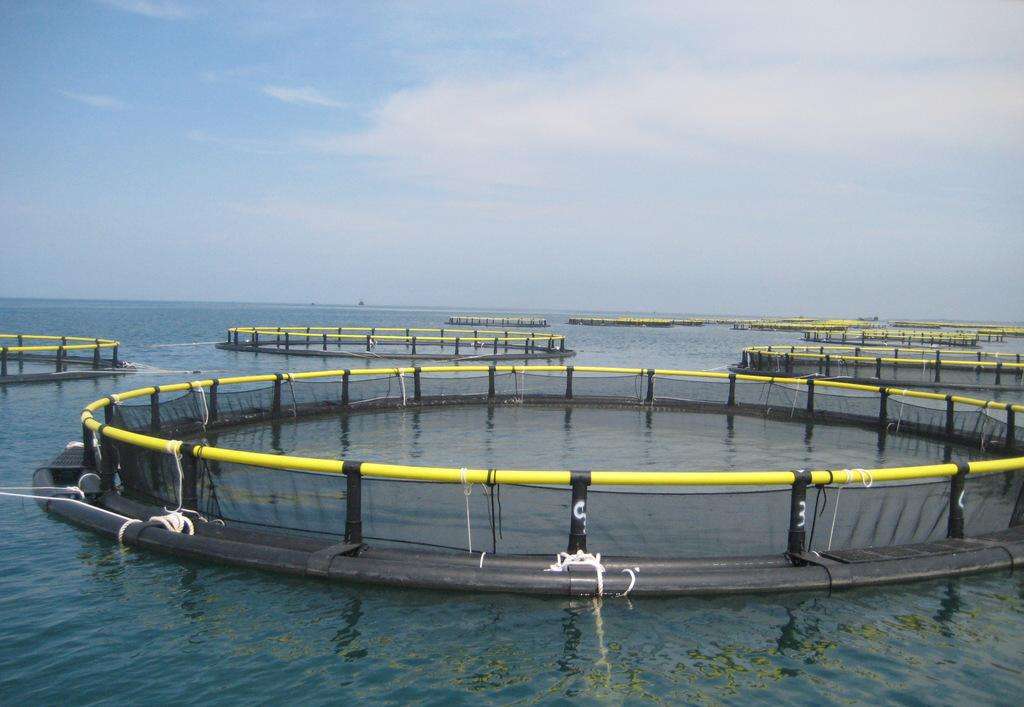 一口网箱能养6000吨鱼！海南海洋牧场建设走向深远海